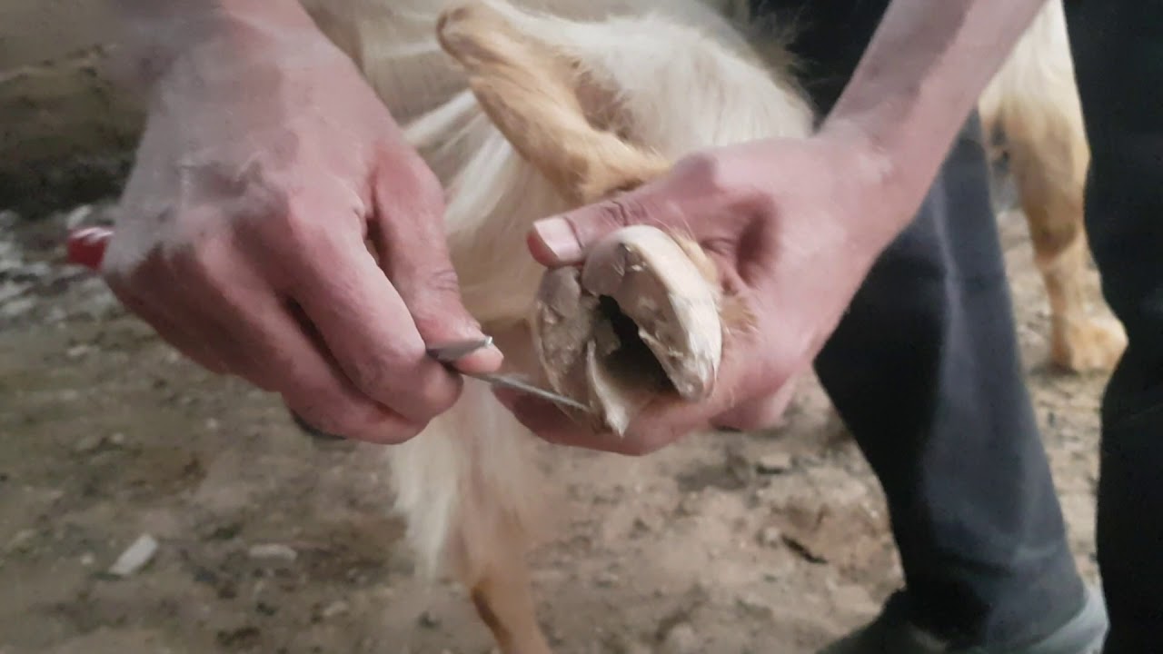 قص أظلاف الماعز  How to Trim Goat Hooves
