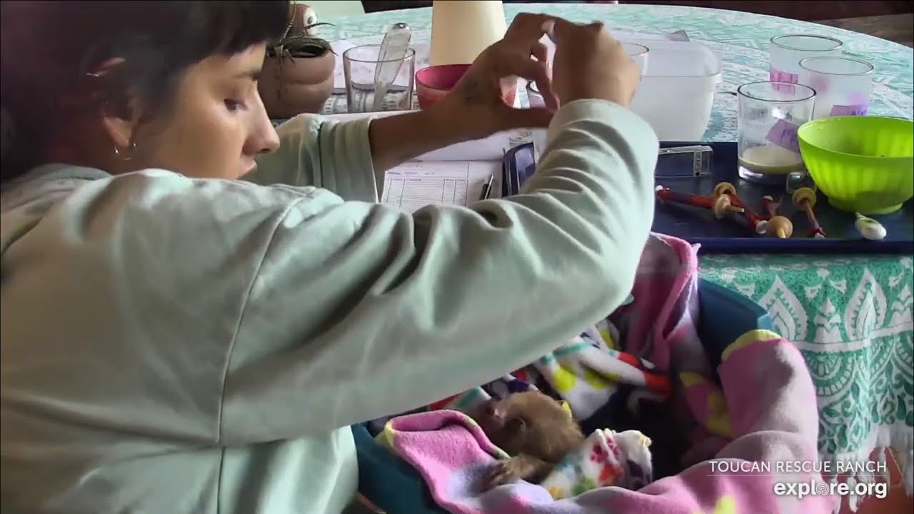 Baby sloth Grover loves every drop of milk - 12/30/23 - SlothTV via explore.org