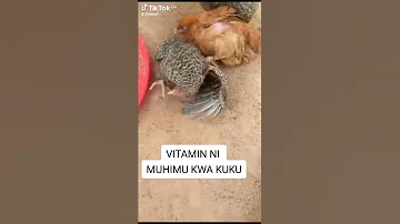 UKOSEFU WA VITAMINS KWA KUKU 