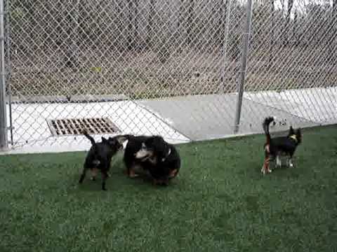 Small Dog Playgroup