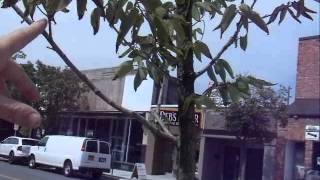 DYING TREES ON OTTAWA STREET, WINDSOR, ONTARIO