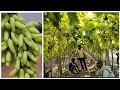 2023 - first harvesting grapes  = grapes harvesting in India - organic grapes 1 acre 30 ton grapes