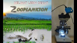 Melihat Zooplankton dari dekat