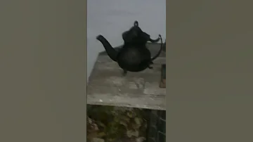 سيدتي العنكبوت 