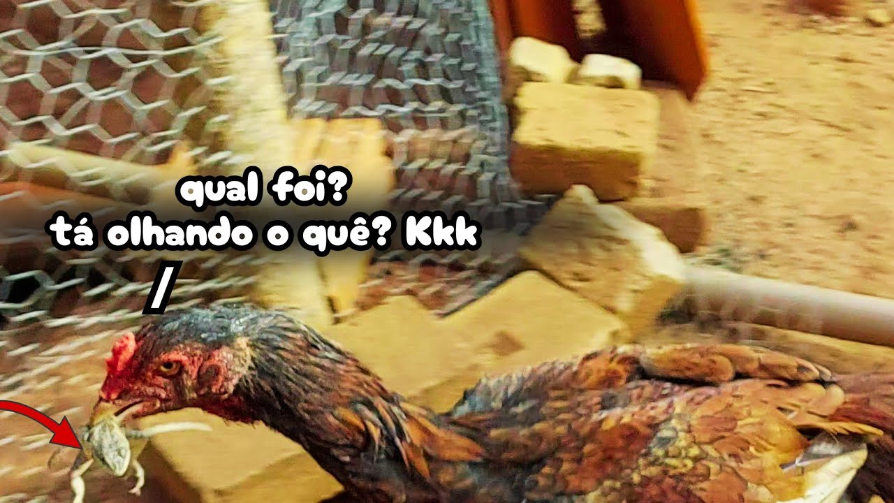 Galinha X Lagartixa, Perdi Um Soldado Do Meu Exército!