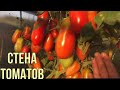 Какие сорта томатов выбрать на 2022 год.