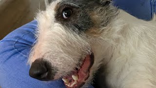 Tilly The Woolly Bully | Best Bull Terrier Videos Compilation Part 4