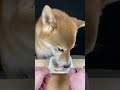 SHIBA-dog eating NATTO #shiba #柴犬 #astrology