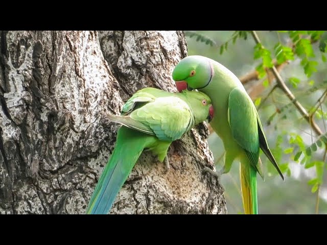 Rose-ringed parakeet - Wikipedia