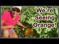 We&#39;re Seeing Orange!