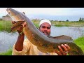 Amazing Fishing Murrel | Big murrel fish catching | Incredible Fishing Vlog