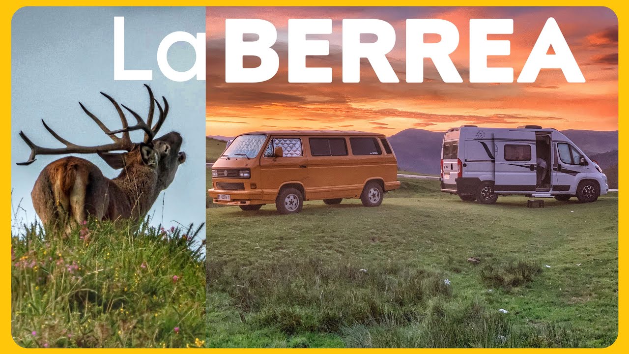 Así es la BERREA del CIERVO en CANTABRIA