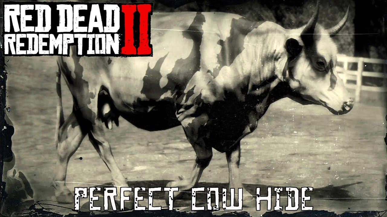 Red Dead Redemption 2 Perfect Cow Hide YouTube