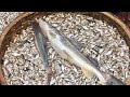 Amazing rural village fish market in bangladesh  alive fish market   ferdous  the travel king 