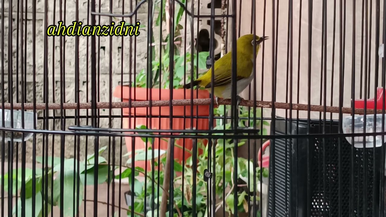 pancingan pleci gunung karang ngeriwik dijamin nyaut 100%  #pleci #plecimania #plecigacor