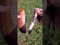 Custom ostrich sheath. #customleather #leathercraft #knifesheath