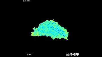 Alignment of Integrins During T Cell Migration