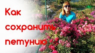 видео Как сохранить баню зимой?