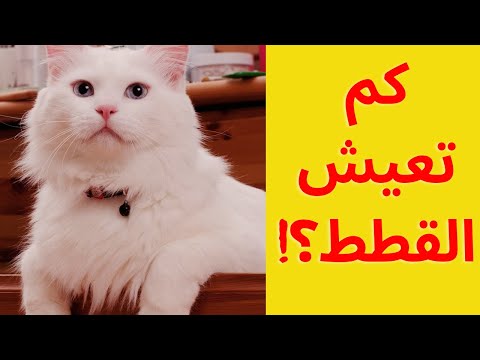 كم تعيش القطط متوسط أعمار القطط حسب نوعها