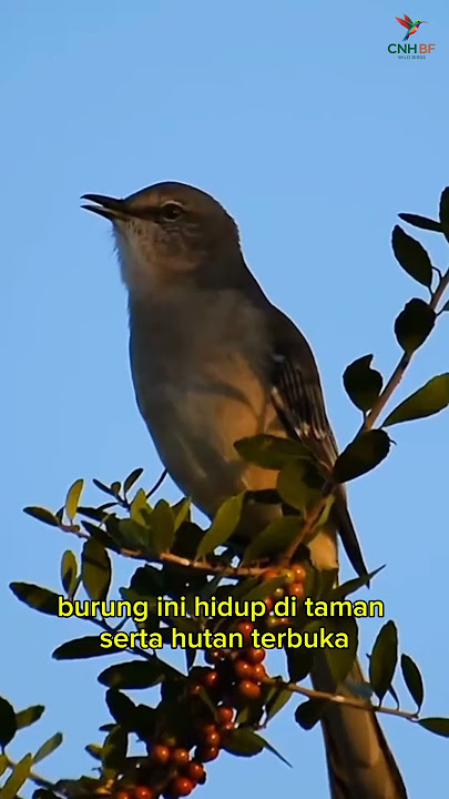 Mockingbird (Mimus polyglottos) #burung #burungkicaudialamliar #kicaumania