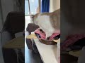 ライブハイライト