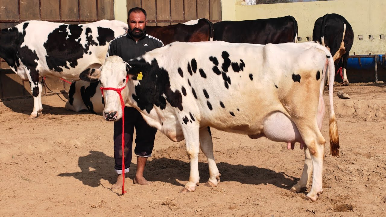 26 Cows for sale, 26 ਗਾਵਾਂ ਪ੍ਰਦੀਪ ਲੋਹਾਖੇੜਾ ਵਾਲੇ ਕੋਲ 