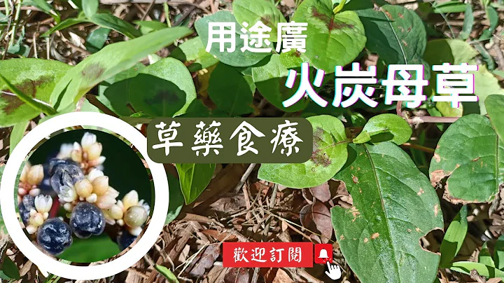 野外求生之宝，草药食疗兼用的火炭母草(冷饭藤)｜火炭母草的特征与用途 - 天天要闻