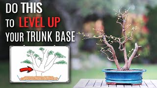 Improve your trunk base |  Bonsai technique |  English Elm triple trunk