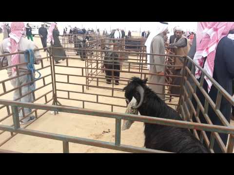 مزاين فحل الماعز العارضي الكويت