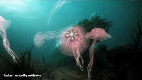 Jelly Fish Animation. Created with After Effects, Freeform And Trapcode Particular.