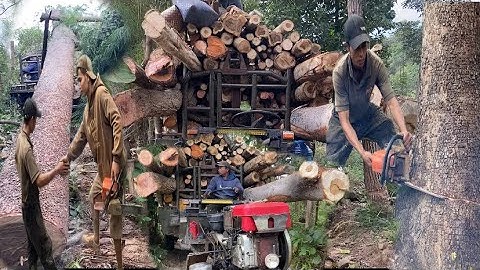 Xe công nông chở củi | cưa cây ở sông serepok 3 (Mơ vlogs)