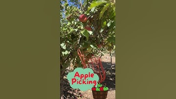 Apple Orchard Fun For Kids! 🍎 | Apple Picking With Passport Poppy! 🍏