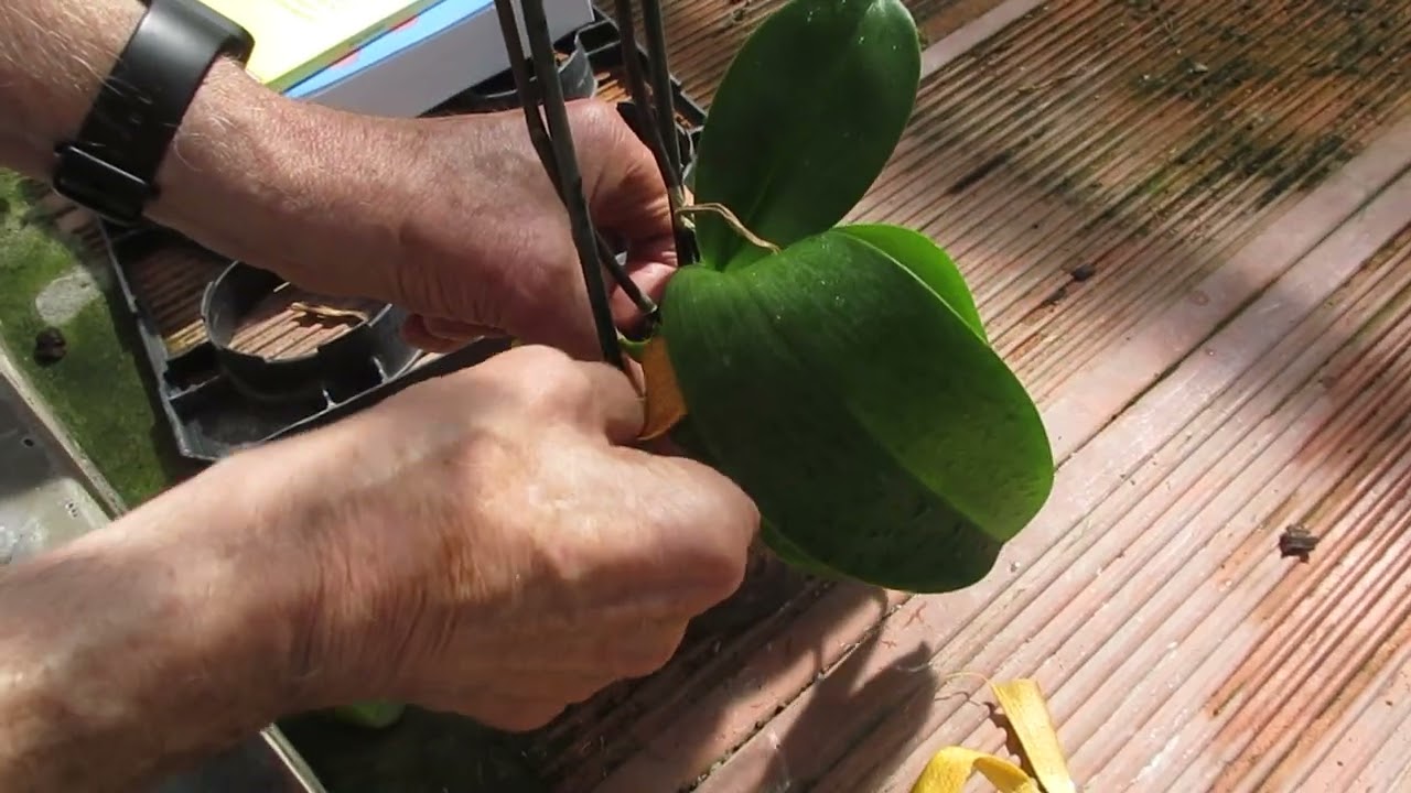 Phalaenopsis con foglie molli e cadenti come le orecchie dei cocher: le radici non pompano acqua