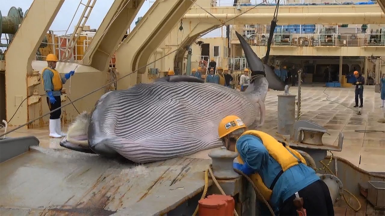 鯨を釣り上げた ニタリクジラの捕獲動画を公開 31年ぶりの商業捕鯨 - YouTube