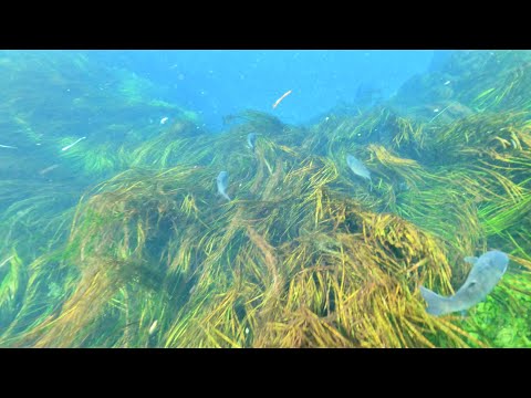 CENNETTEN BİR KÖŞE; AZMAK NEHRİ, AKYAKA, MUĞLA