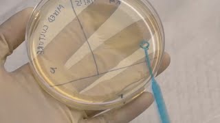 ID Laboratory Videos: Isolating bacterial colonies screenshot 2
