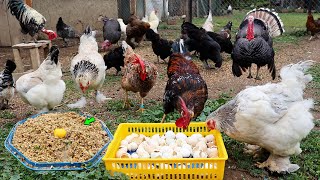 Caring for Roaming Chickens Without Antibiotics - Preparing Chicken Feed - Egg Collect - Farm Chores