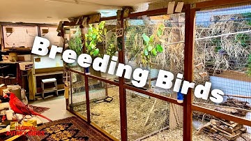 Visit a Bird Breeder | Finches and Softbills | Aviary Birds | Henning Traenk, Denmark
