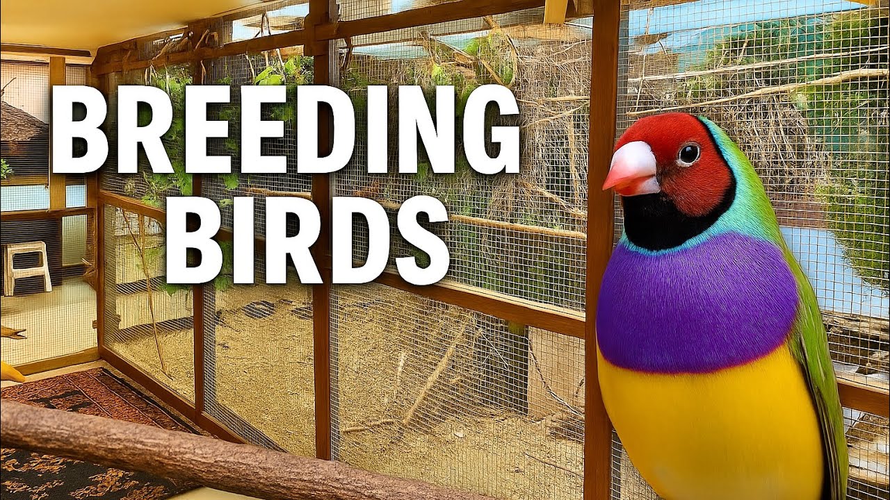 Inside a Finch Breeder’s Aviaries – How He Raises Finches & Softbills Indoors