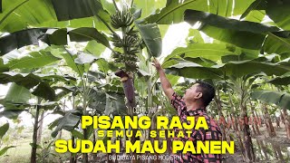 HAJI SUN | Pisang Raja sudah mau panen hasil sangat memuaskan, BEGINI CARANYA