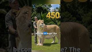Meet the Liger: Half Lion, Half Tiger