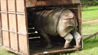 Transborder rescue - I of a rhino calf washed by flood from Chitwan National Park