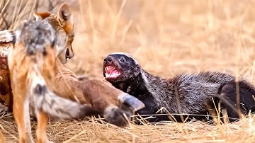 The Insane Biology Of The Honey Badger