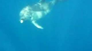 Dolphin Watching Trips in the Algarve, Tavira - Formosamar