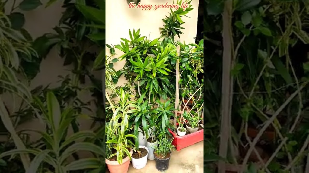 Happy Independence Day | Rainy day | Terrace Garden tour #shorts #shortsvideo