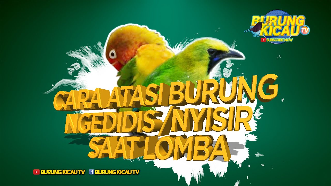 CARA ATASI BURUNG KACER NGEDIDIS ATAU NYISIR SAAT LOMBA BURUNG 