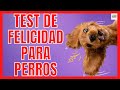 ❤️ ¿COMO SABER SI MI PERRO ME QUIERE Y AMA ? ❤️TEST DE FELICIDAD PARA TU PERRO