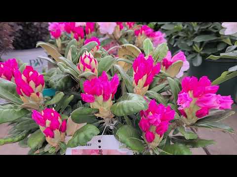 Video: Pot rododendronii să-și schimbe culoarea?
