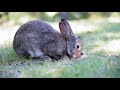 Rabbit eating grass  * listen carefully * 🎧 ( headphones) needed