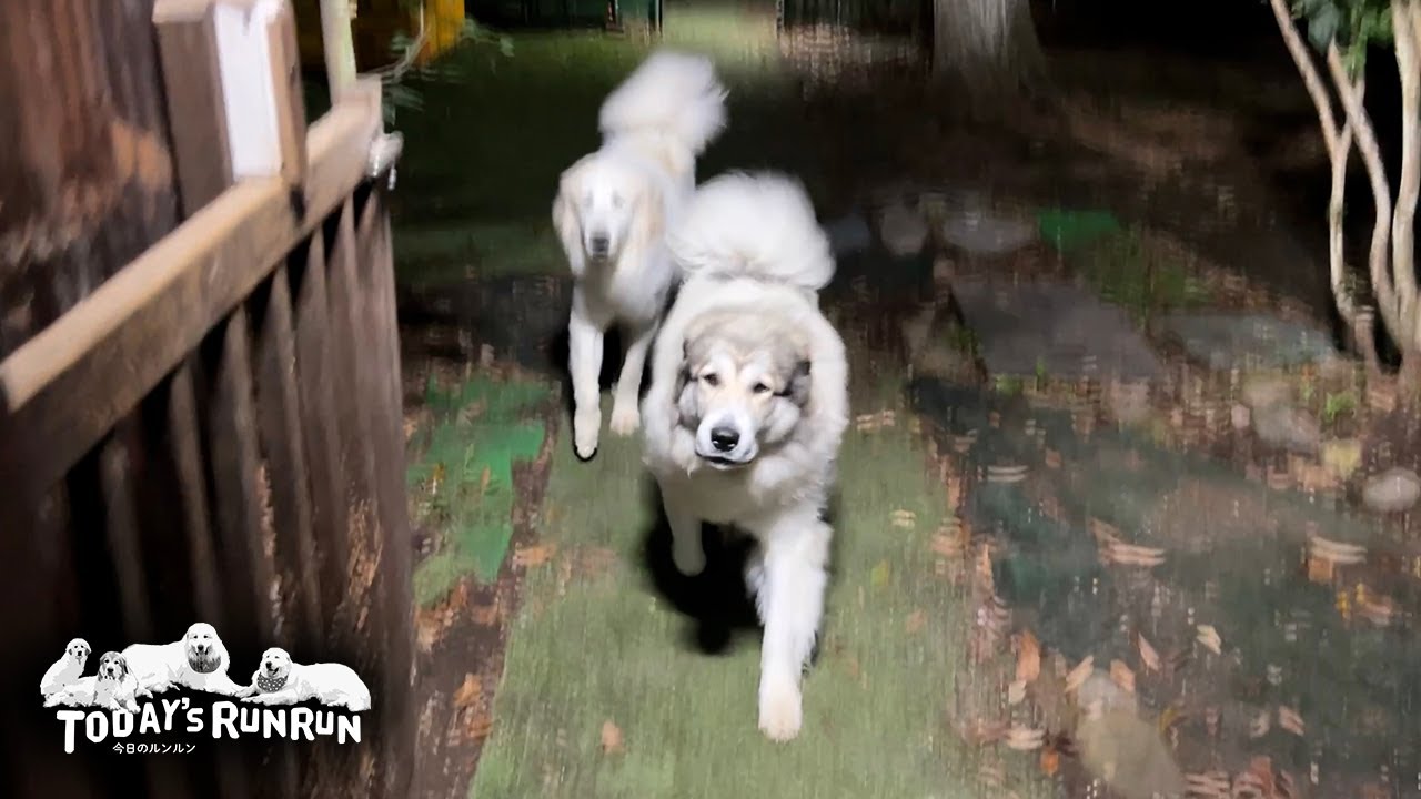Belle and Lily, Great Pyrenees dogs, came running when they heard
